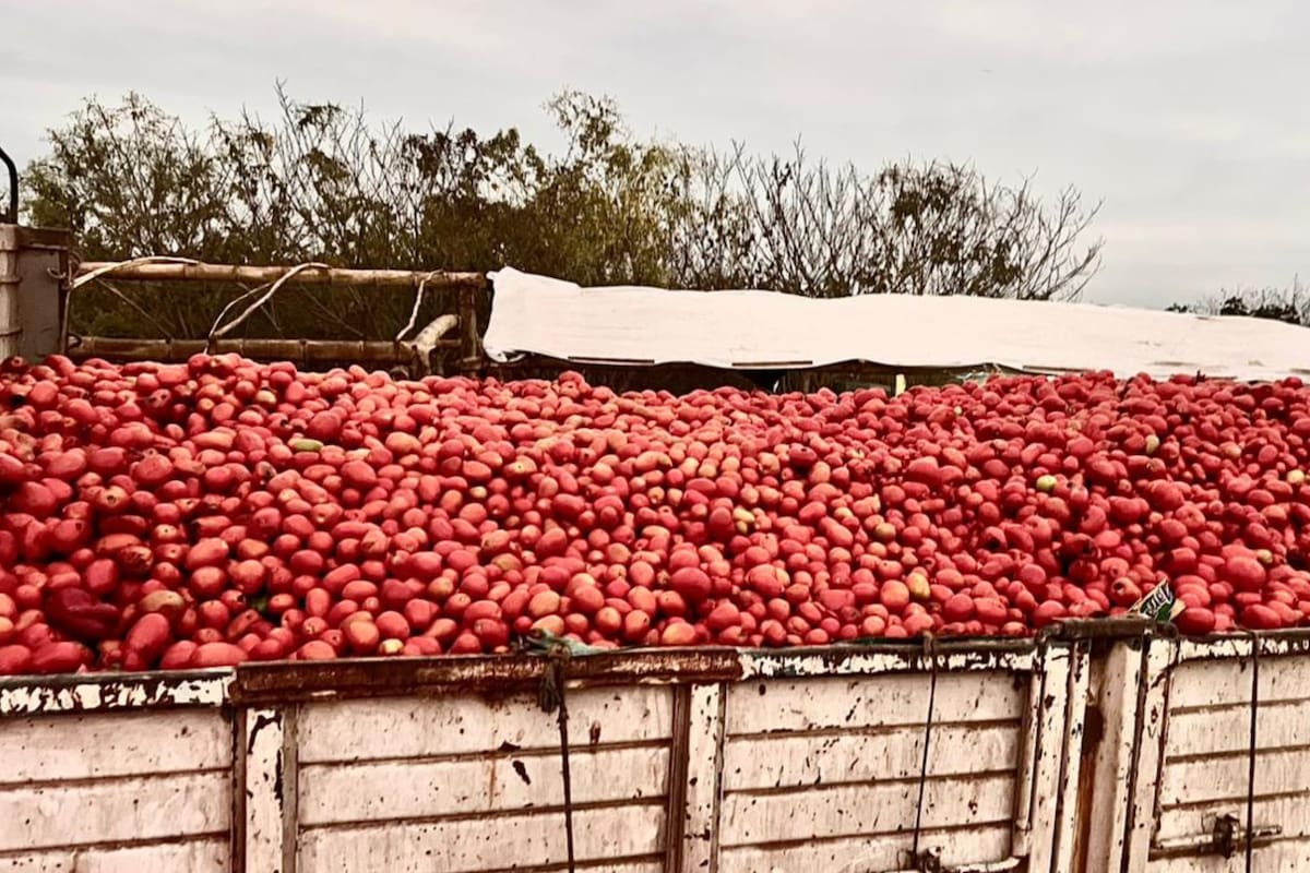 Productor desecha 140 toneladas de tomate por escasas ventas y denuncia el contrabando proveniente de Bolivia