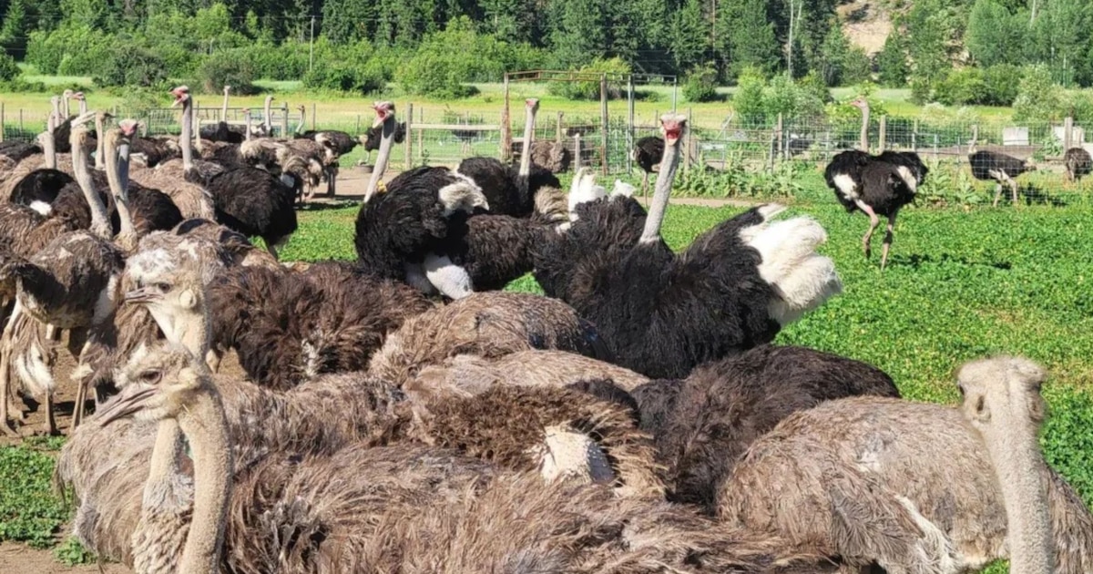 Canadá debate el sacrificio de 400 avestruces por temor a posible brote de gripe aviar