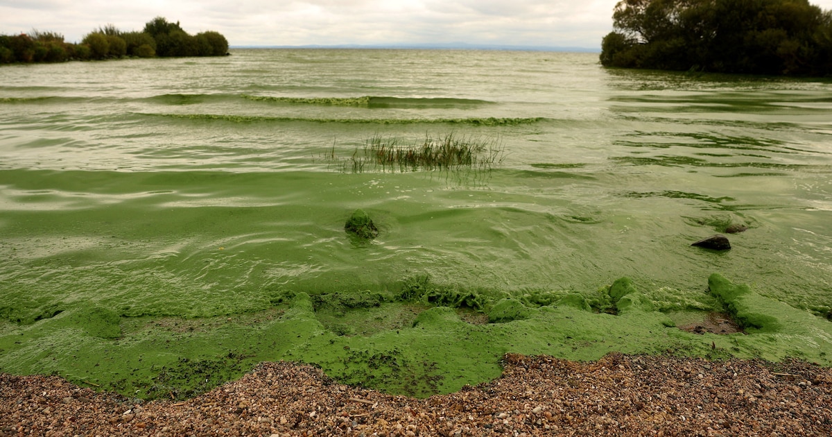 Lough Neagh, el mayor lago del Reino Unido, enfrenta una crisis ecológica alarmante que amenaza su supervivencia