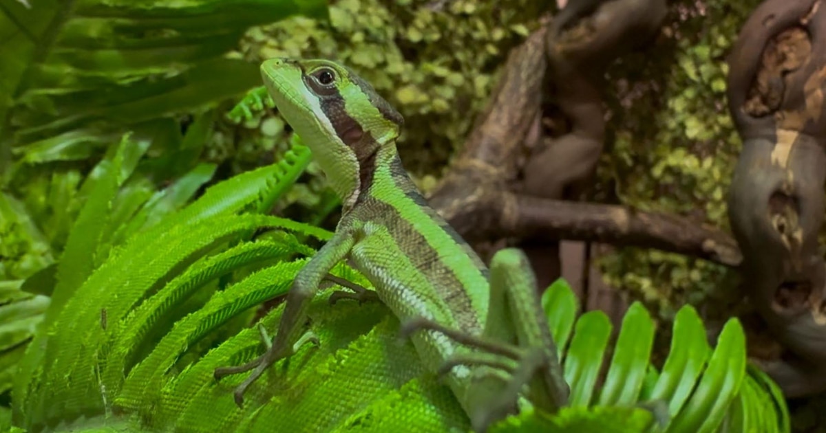 La sorprendente historia de 8 iguanas clonadas en Inglaterra que asombran al mundo por su origen en la naturaleza