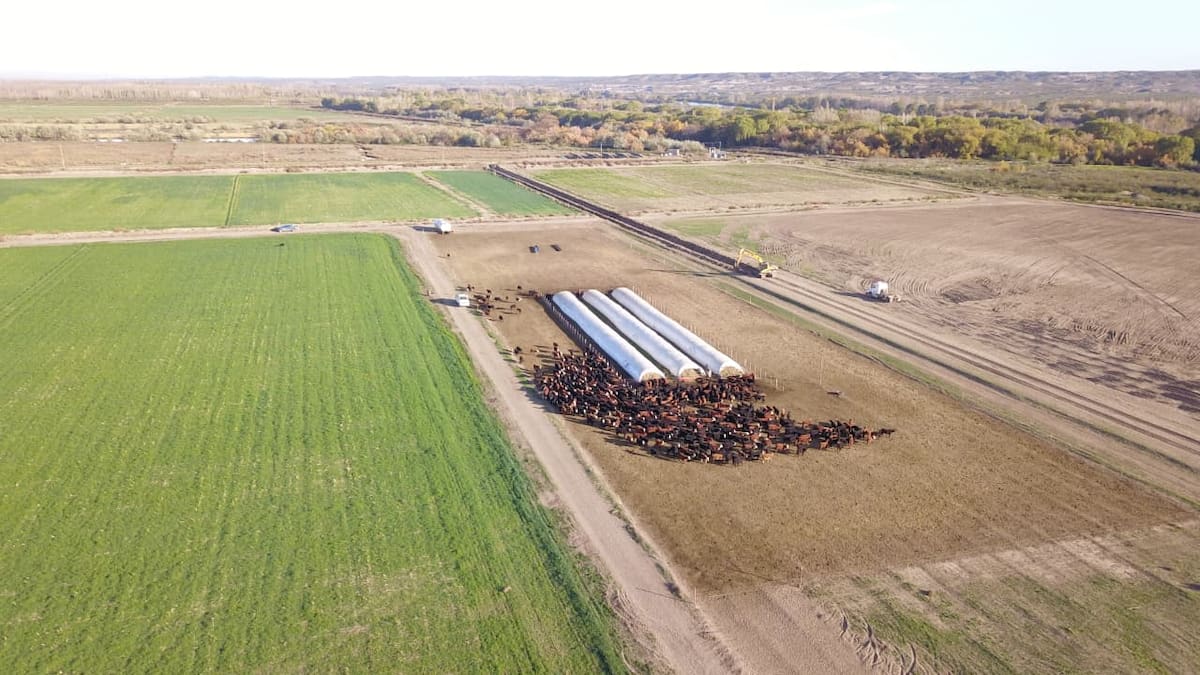 El cultivo que cambió la historia de la provincia ahora se extiende por 25.000 hectáreas