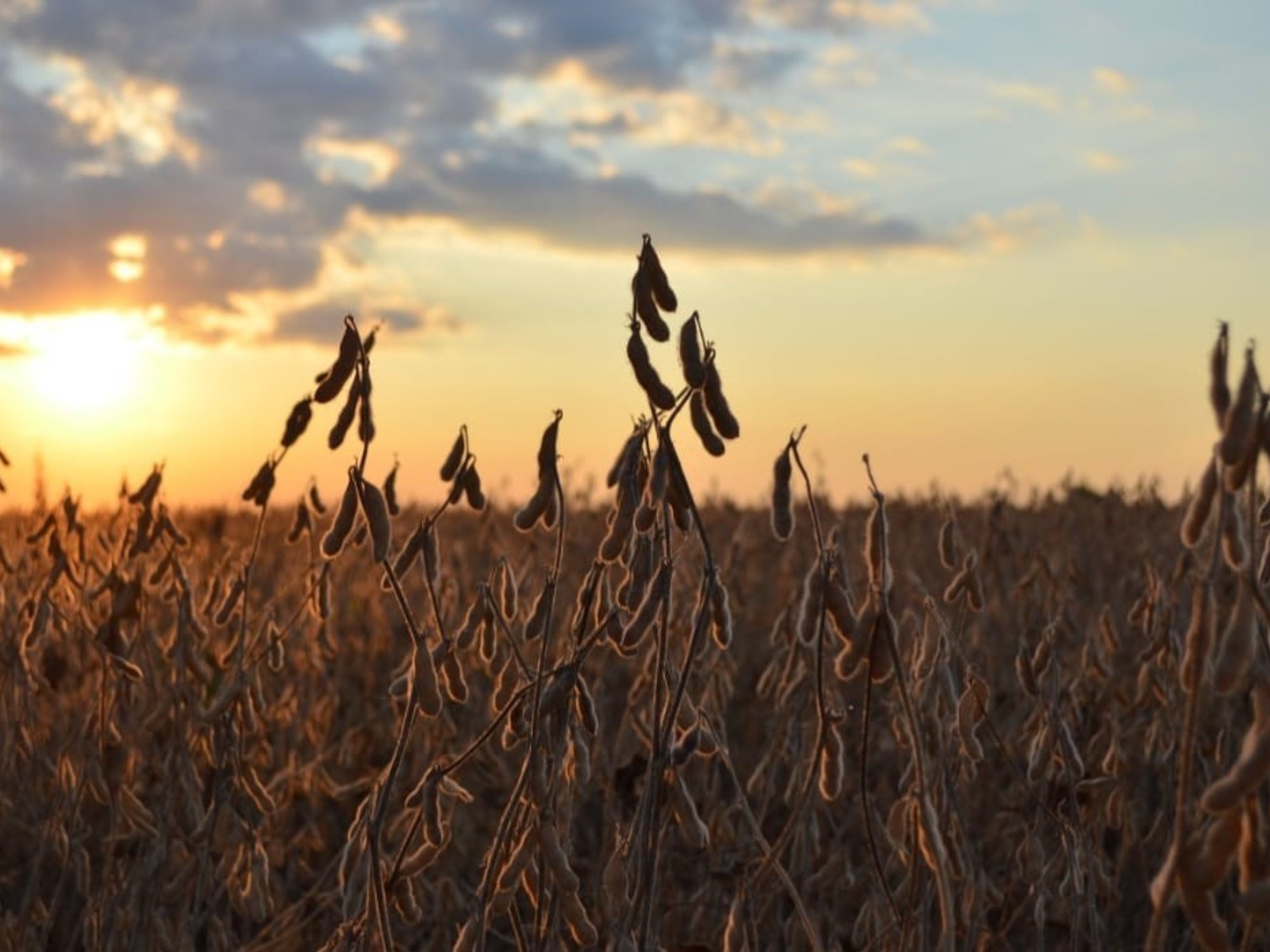 “Márgenes ajustados”: calculan que el cultivo que más dólares genera en Argentina perderá hasta 1,35 millones de hectáreas