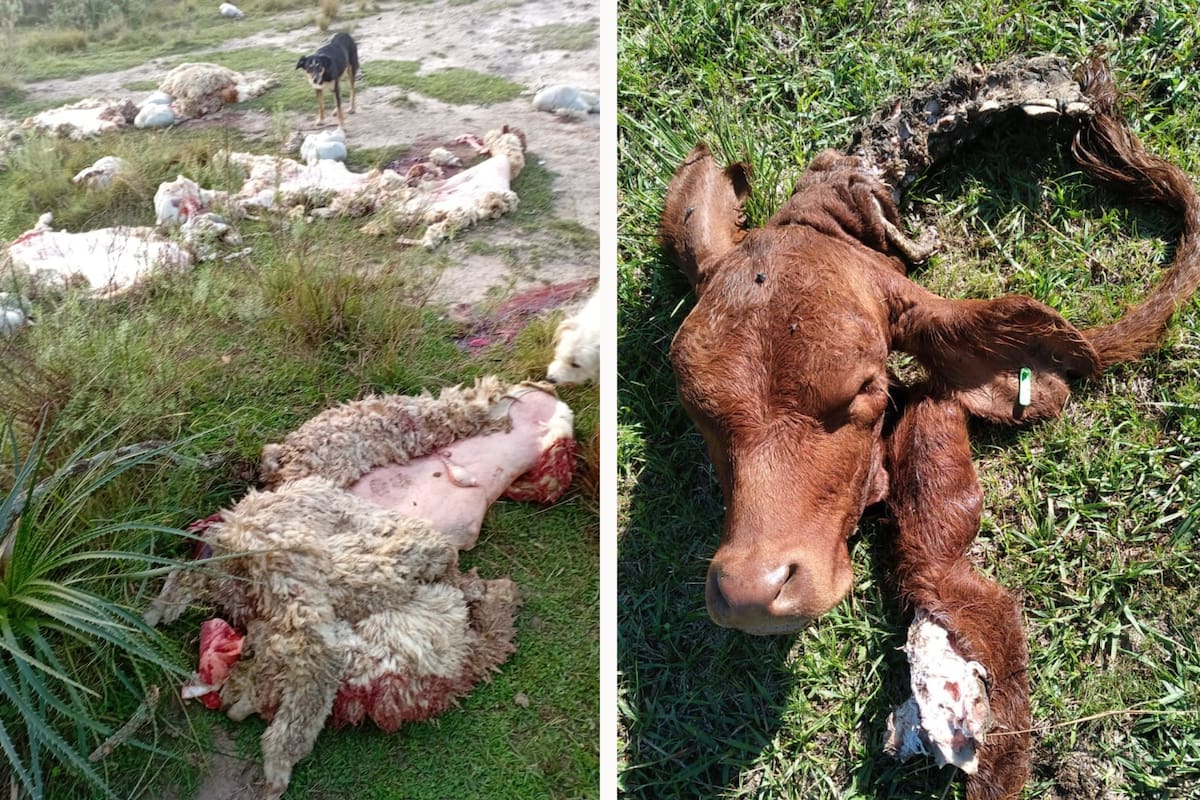 Productores en alerta por robos y faena ilegal de hacienda en zona fronteriza con Brasil