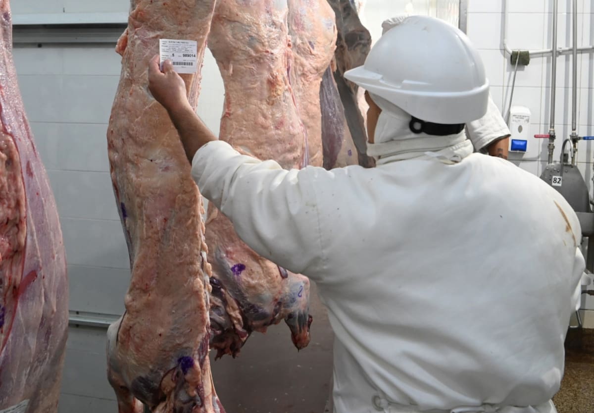 Gobierno revela que 95% de la faena nacional cuenta con clasificación oficial