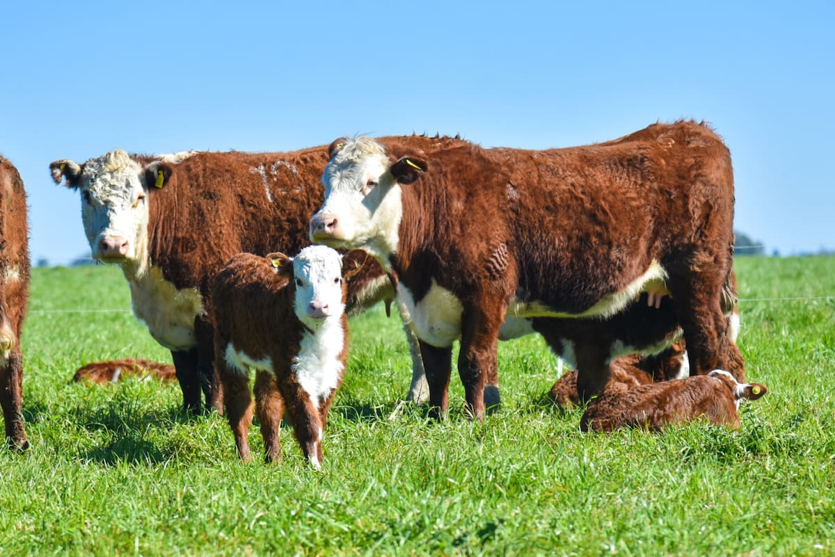 Urgente cambio en el sector ganadero: soluciones para atraer más dólares y enfrentar las asignaturas pendientes