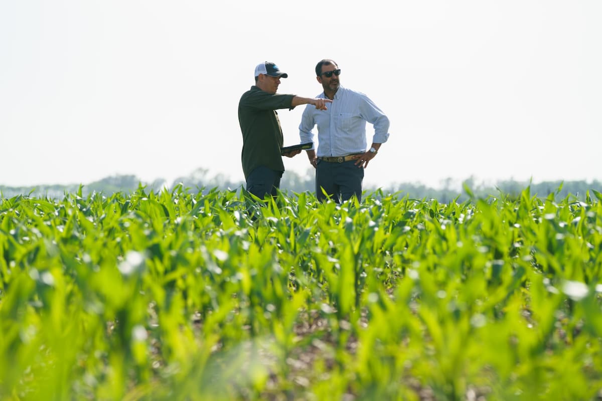 Estrategias clave para asegurar el éxito en tu campaña