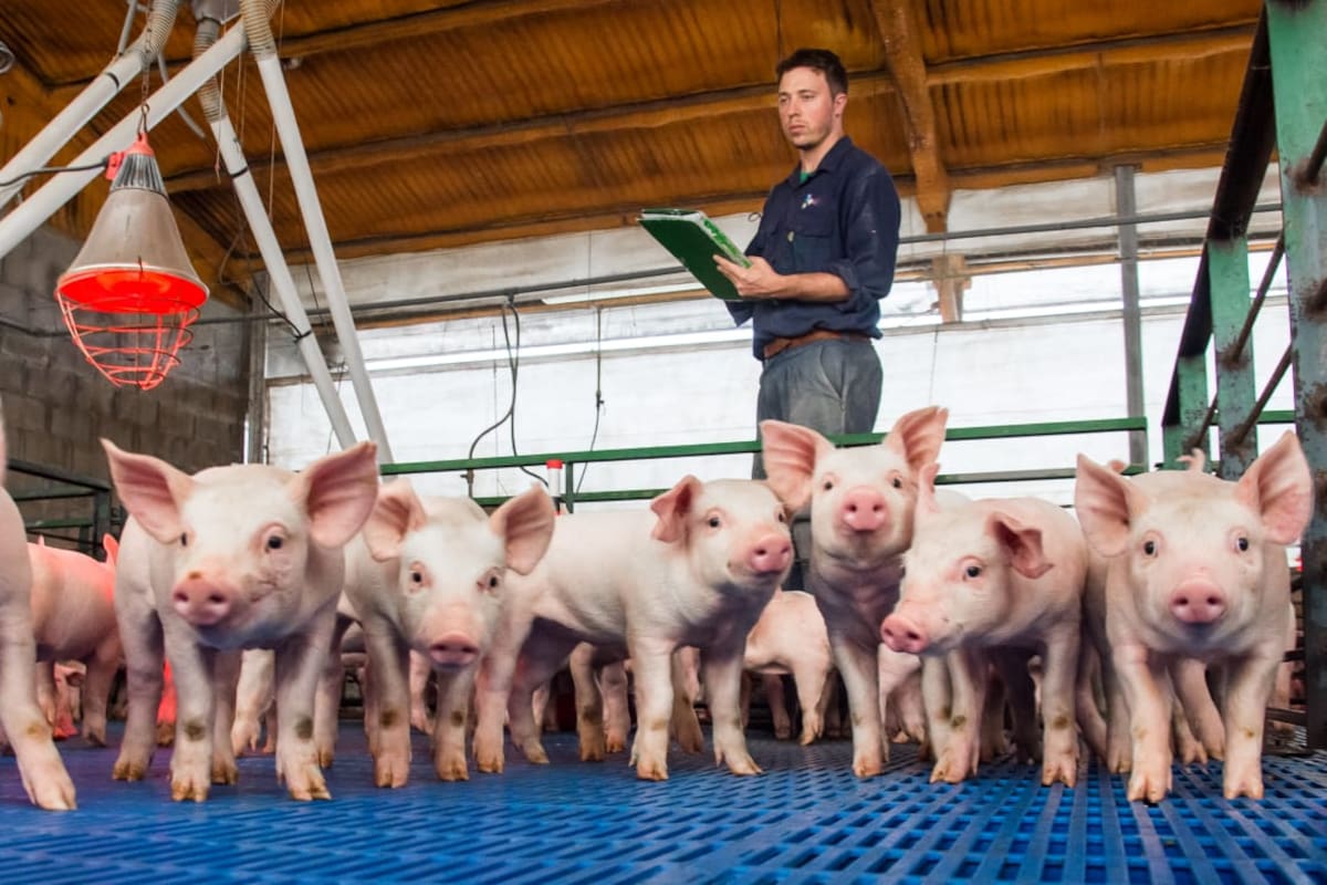El asociativismo se convierte en clave para la producción de carne porcina en tiempos de cambio.