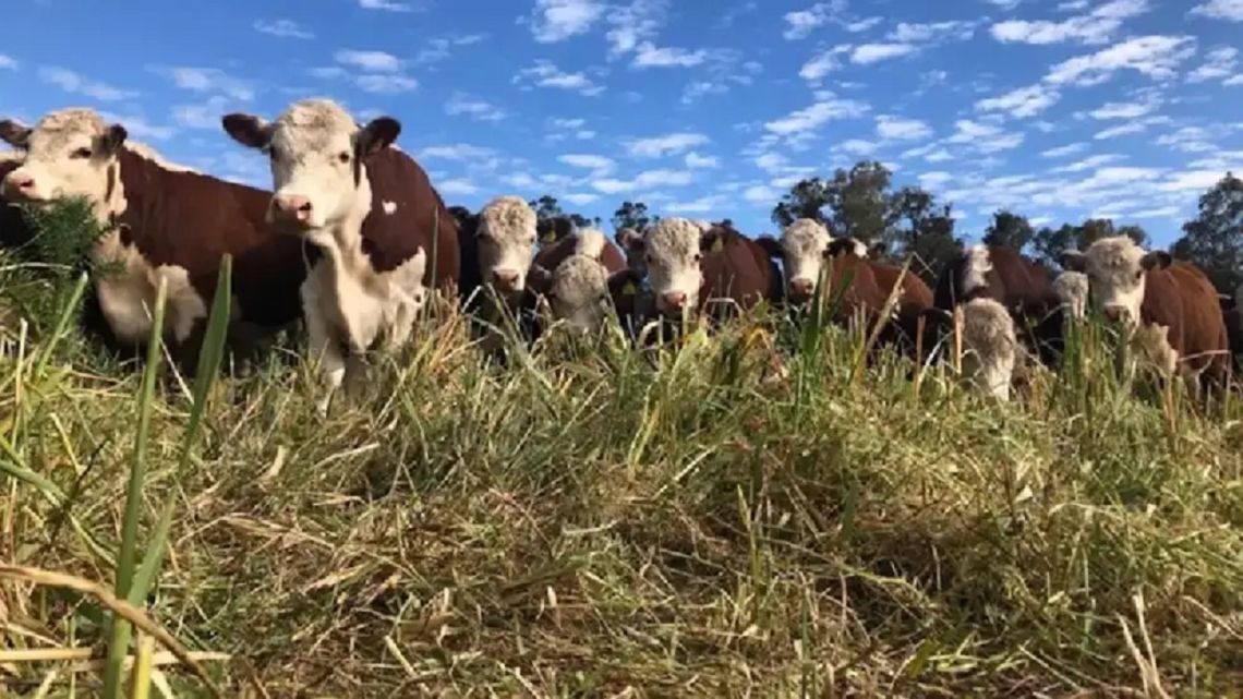 Problemas en el sector ganadero a raíz de la garrapata bovina: “Estamos perdiendo $180.000 por animal”
