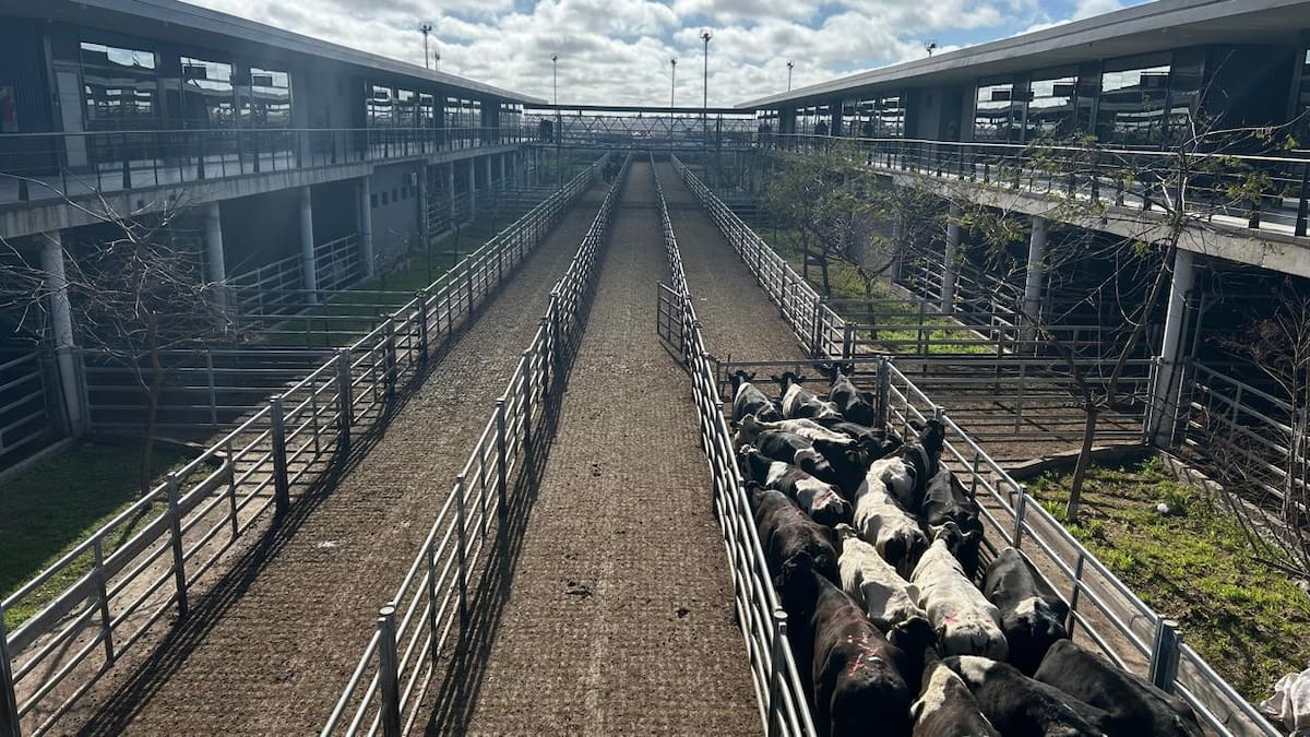Cierre de semana fluctuante en el mercado agroganadero de Cañuelas: análisis de la situación actual