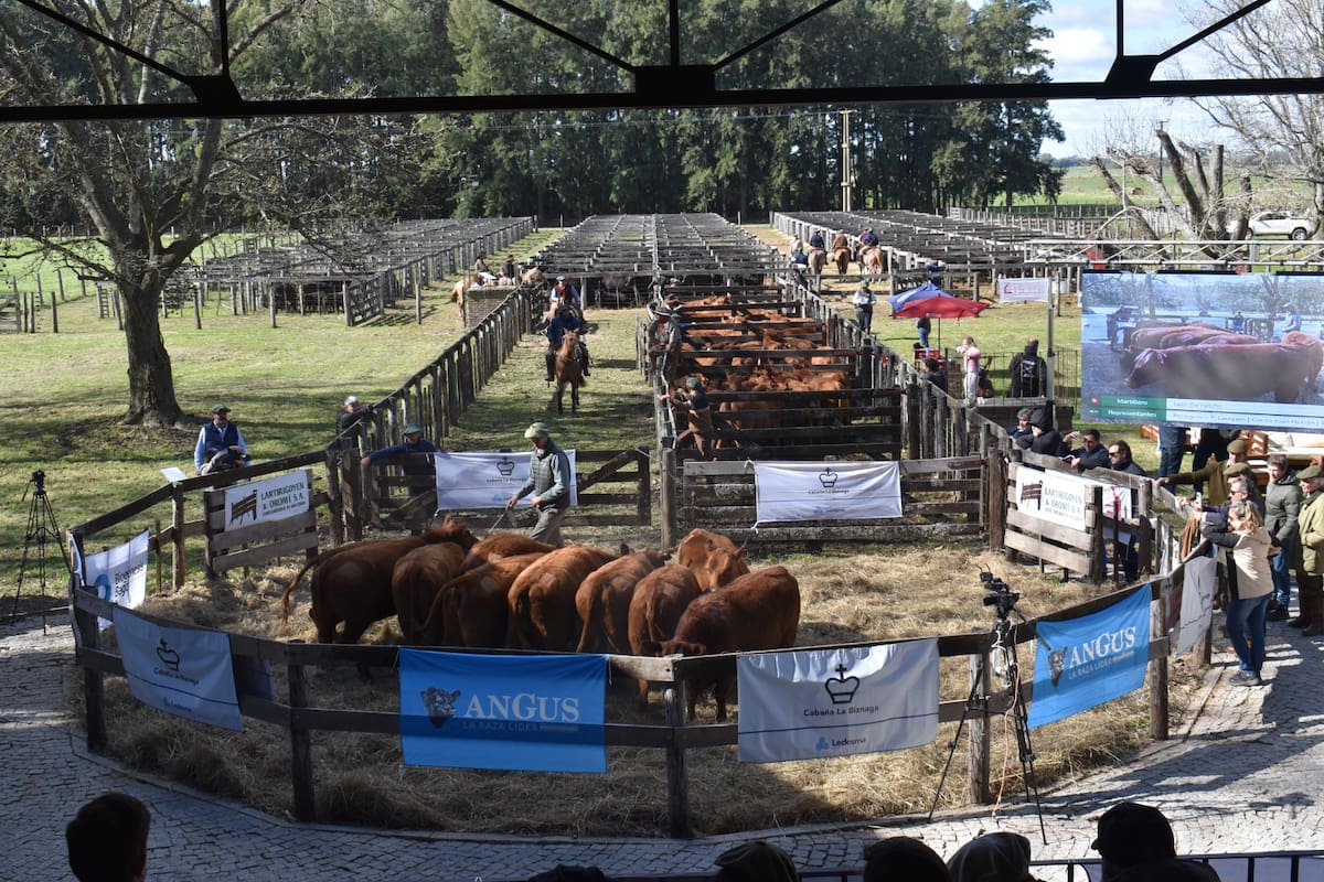 La emblemática cabaña del grupo Ledesma subastó toros y vaquillonas