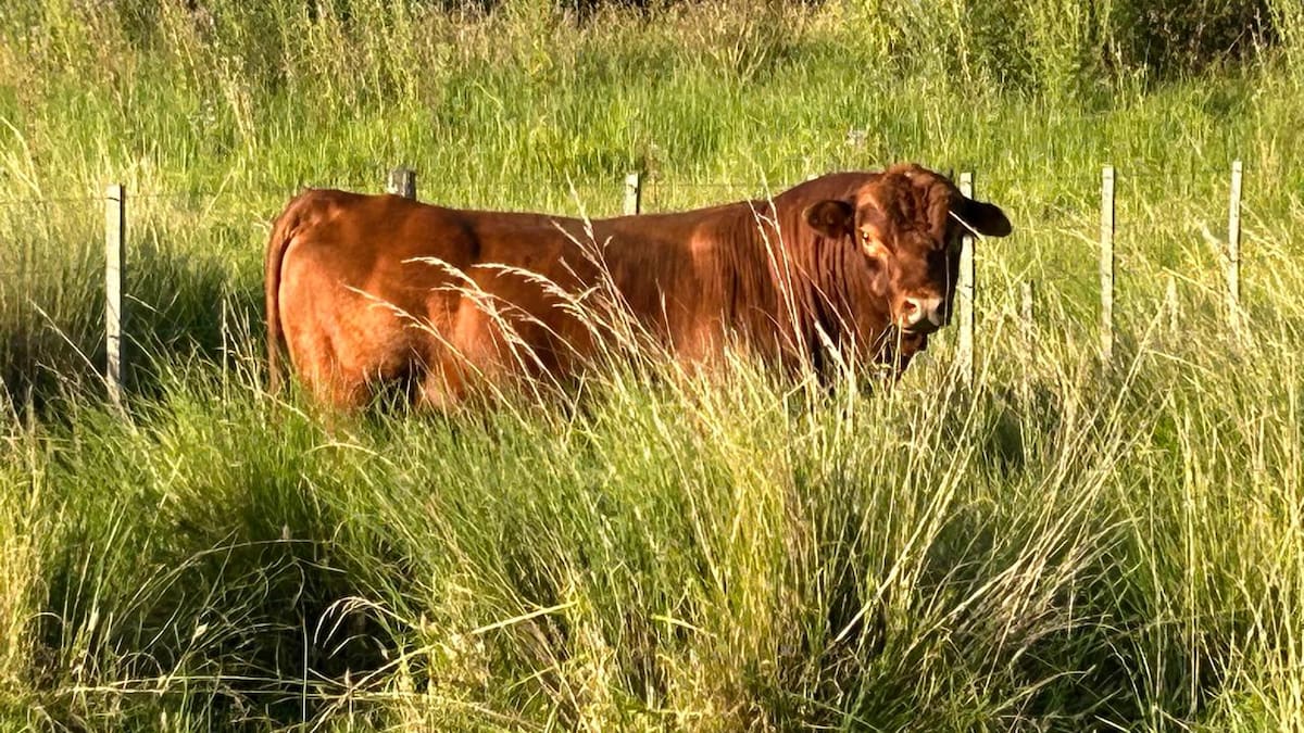 Estrategia esencial de un experto para aumentar la rentabilidad en la cría de ganado vacuno