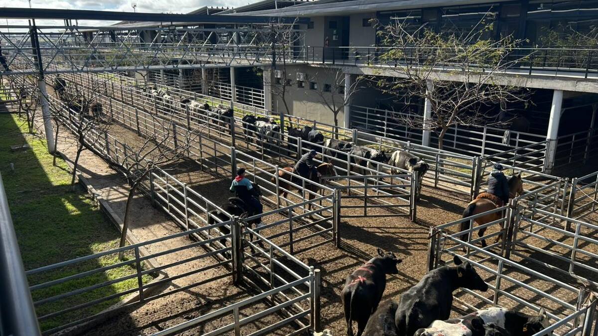 Cierre positivo de la semana en el mercado agroganadero de Cañuelas