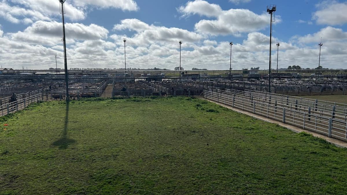 Altibajos marcan el inicio de semana en el mercado agroganadero de Cañuelas