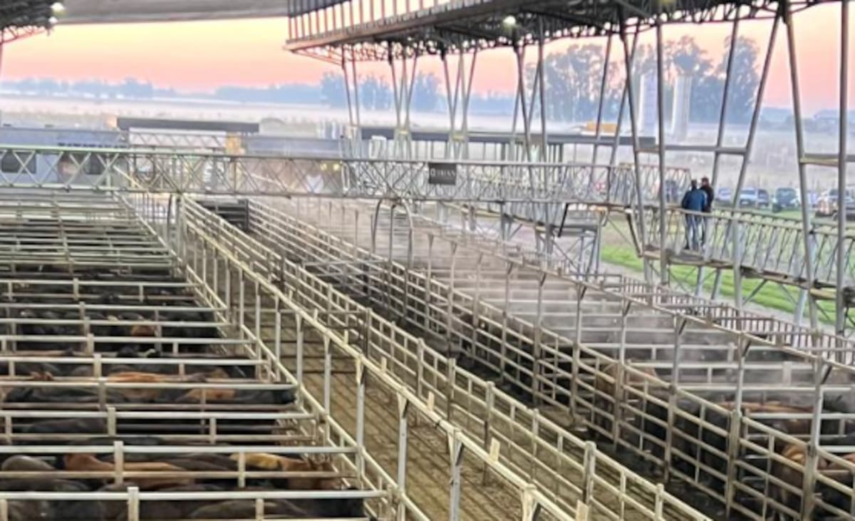 Fluctuaciones en precios y demanda moderada en el Mercado Agroganadero de Cañuelas