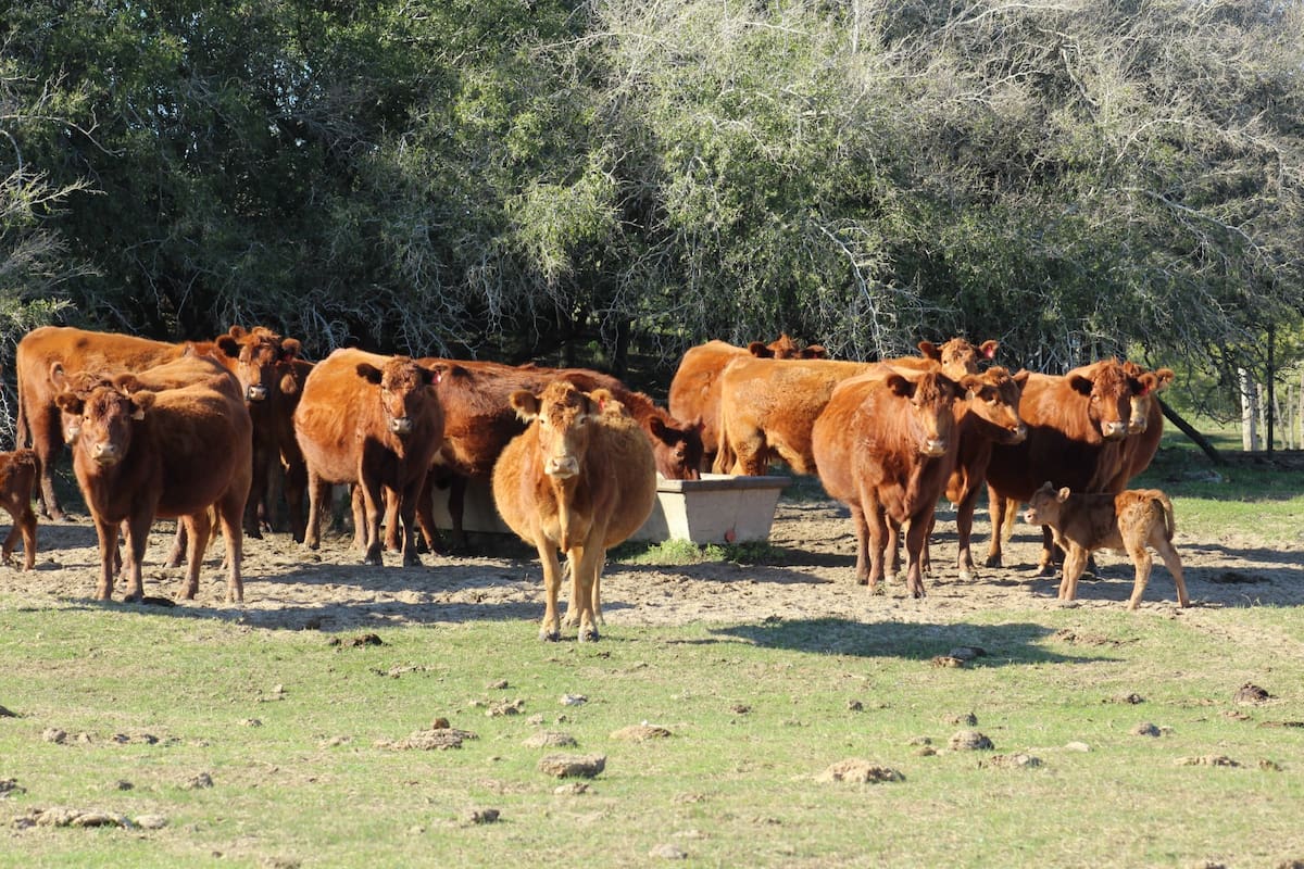 El papel crucial del agua en la producción y su impacto en la salud de los animales y los humanos