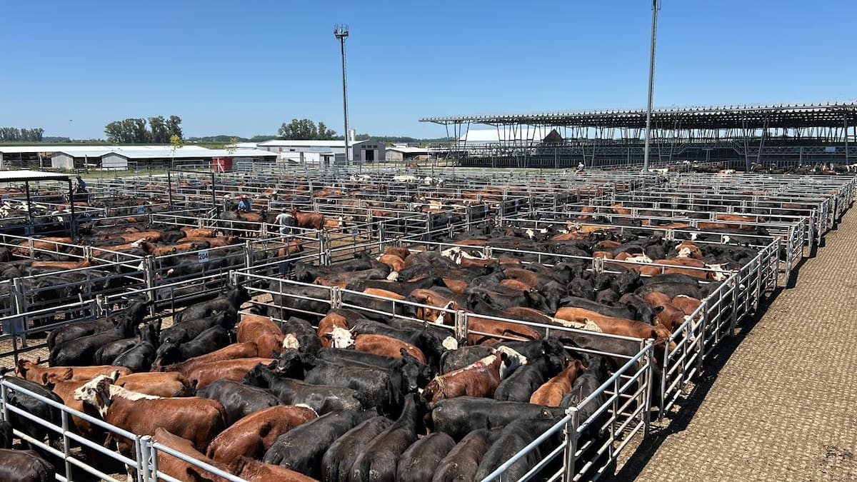 Leves bajas en el mercado agroganadero de Cañuelas marcan el inicio de la semana