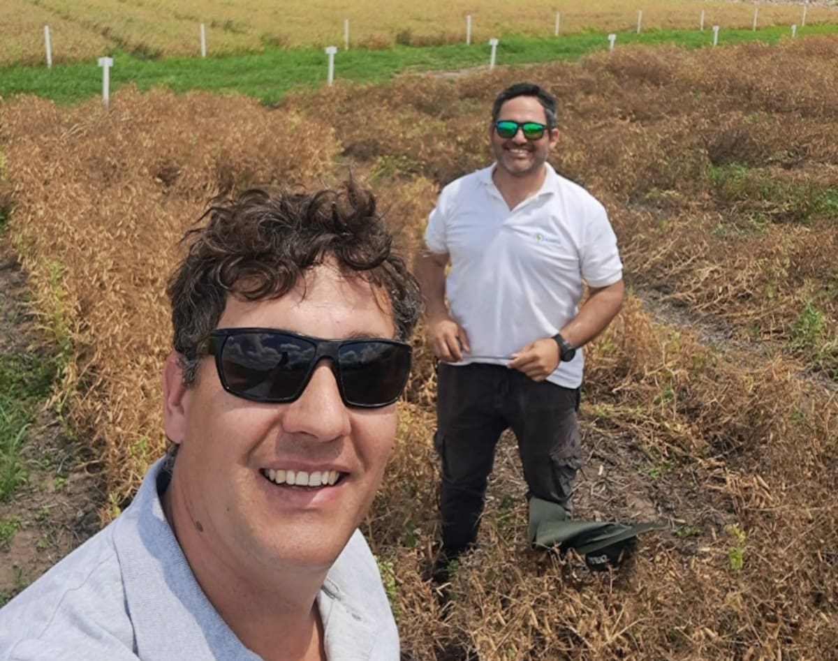 Arveja y maíz: la fusión perfecta de innovación y sabor en la agricultura moderna