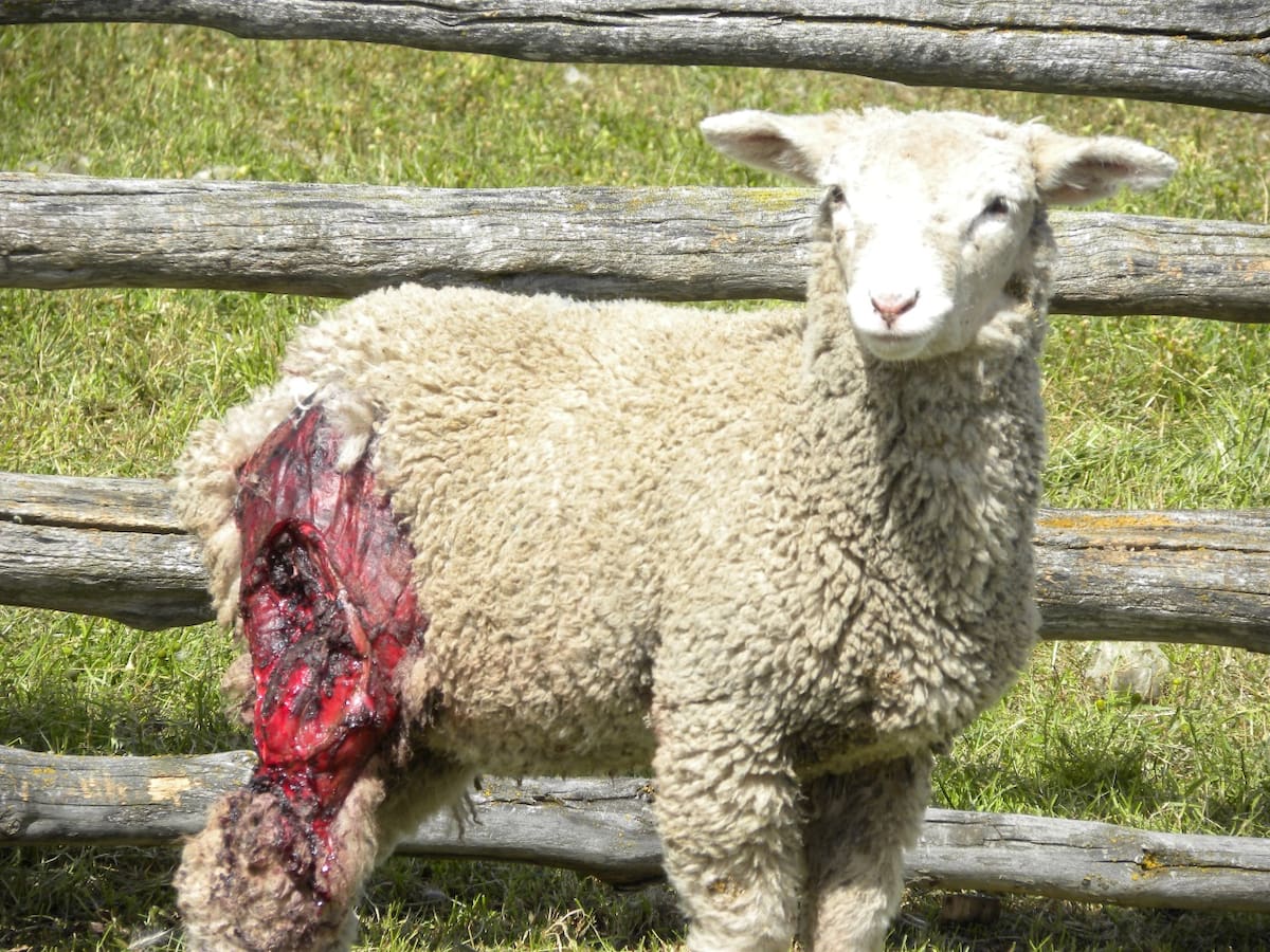 Fenómeno en Tierra del Fuego amenaza la agricultura y plantea desafíos al campo en la región austral