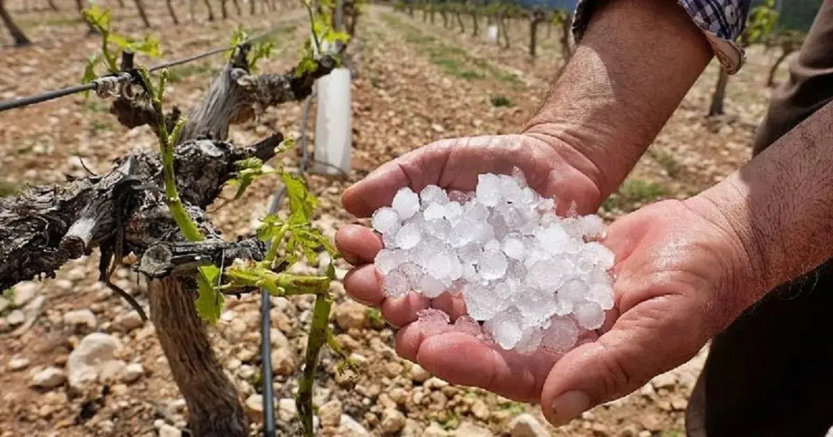 Emergencia agropecuaria en Colón y Victoria: alivio fiscal por granizo en soja, pecán y hortalizas