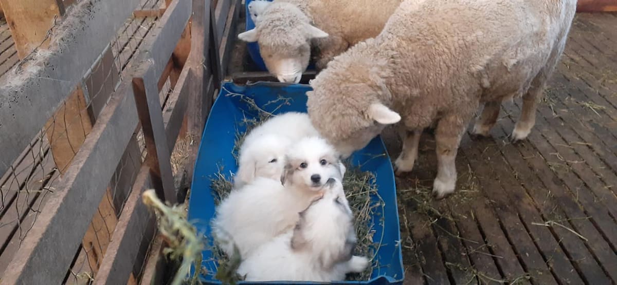 Los 50 perros que desempeñan una importante labor en el sur del país