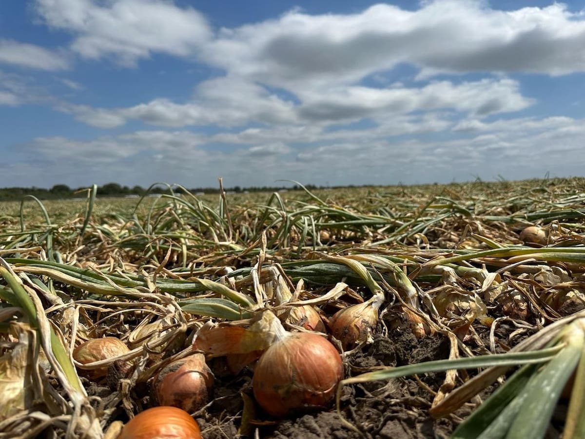 Caída drástica en las exportaciones: economía afectada con grandes volúmenes de productos sin vender y pérdidas económicas