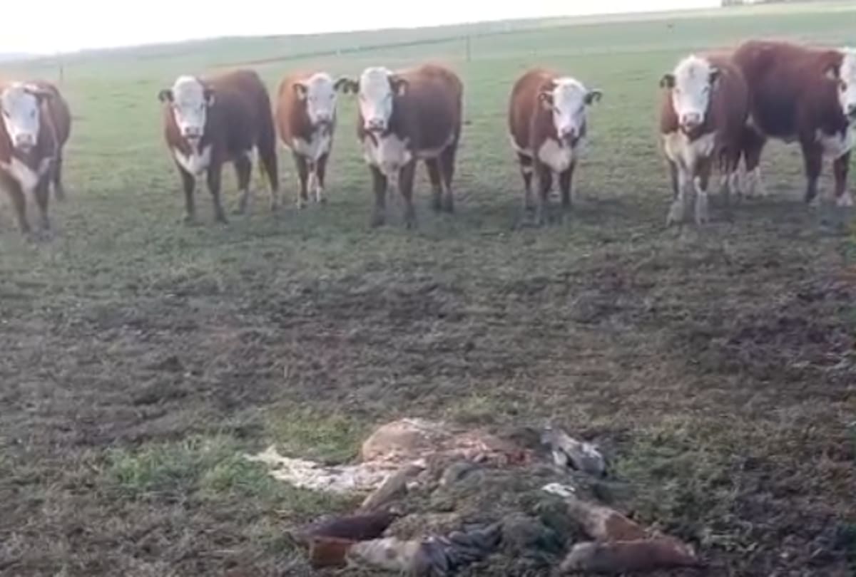 Delincuentes asaltan un campo y perpetran un fuerte golpe a la seguridad local