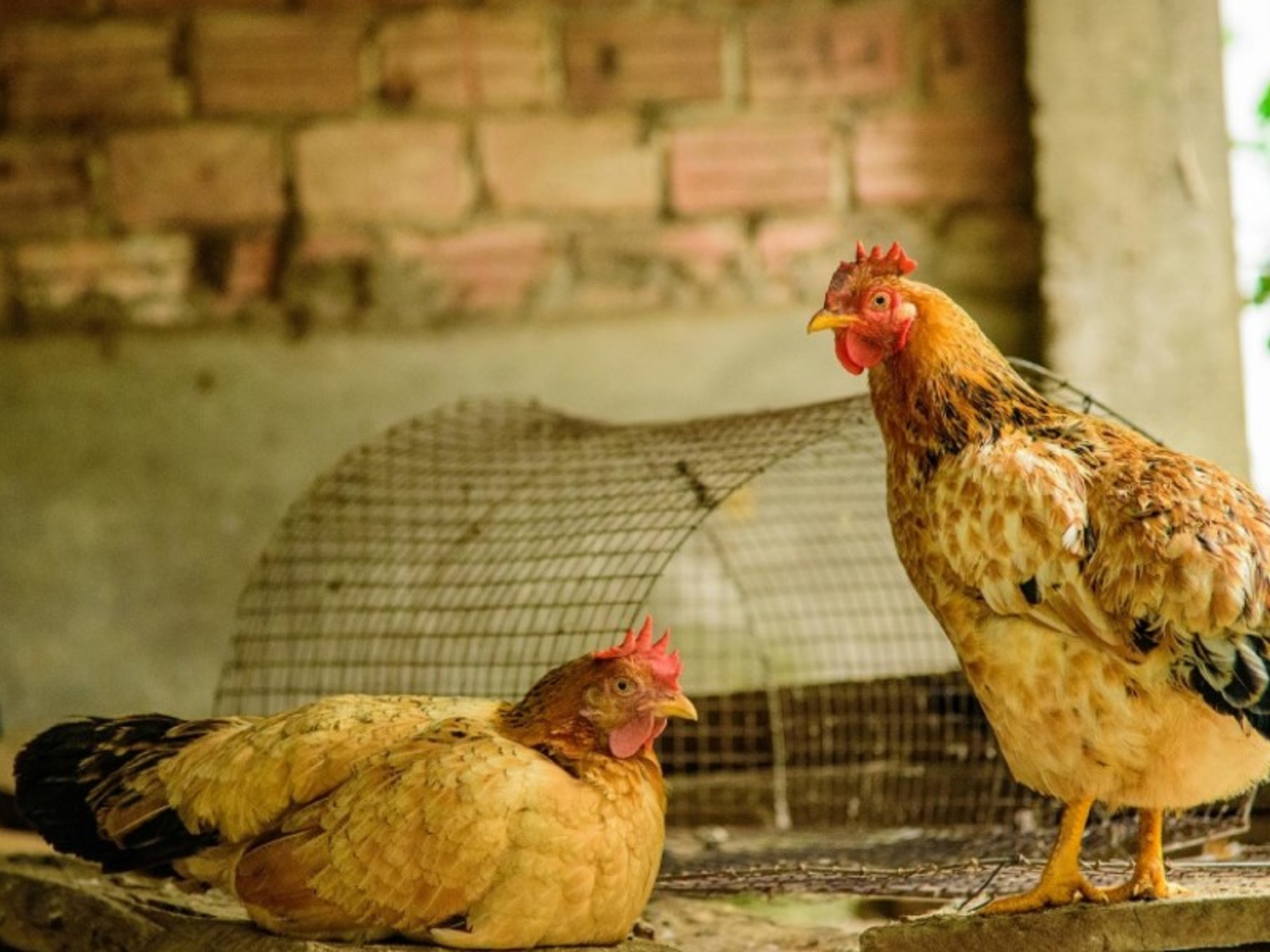 Alarma: detectaron un caso positivo de influenza aviar en aves de traspatio en una de las principales provincias avícolas