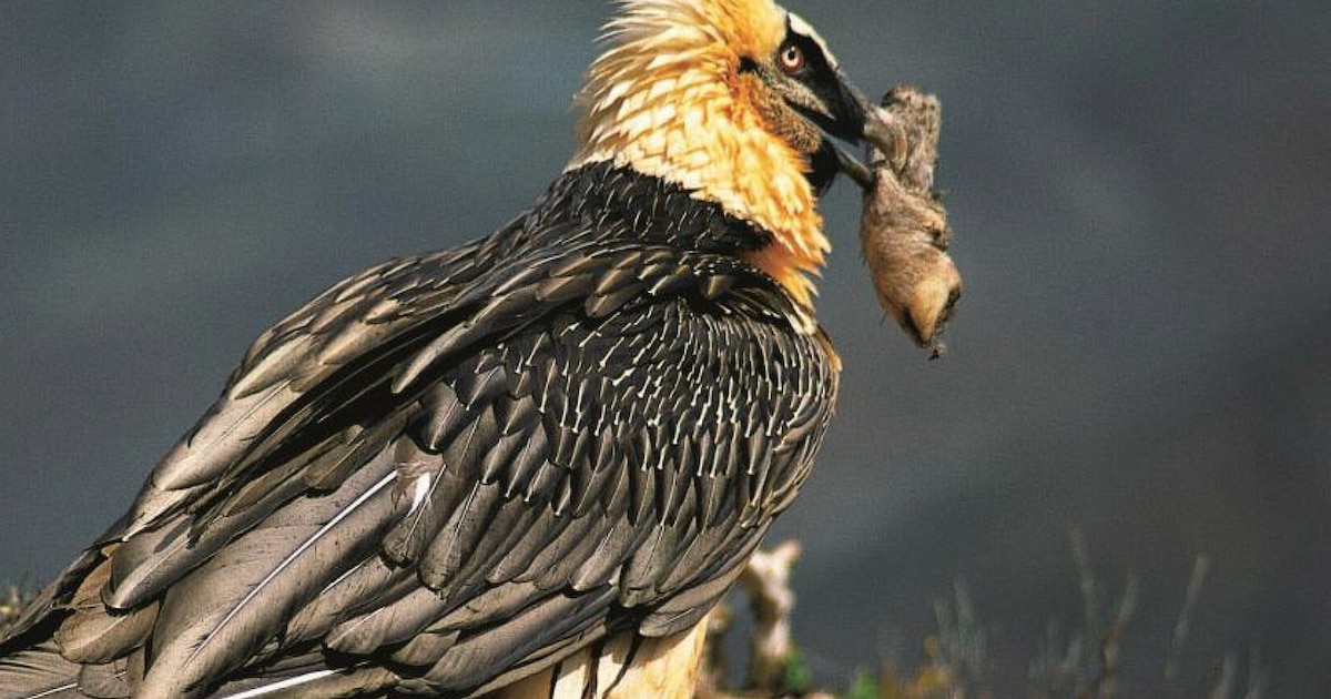 sandalia de 650 años hallada en nido de buitre aporta pruebas inéditas del vínculo entre fauna y humanidad