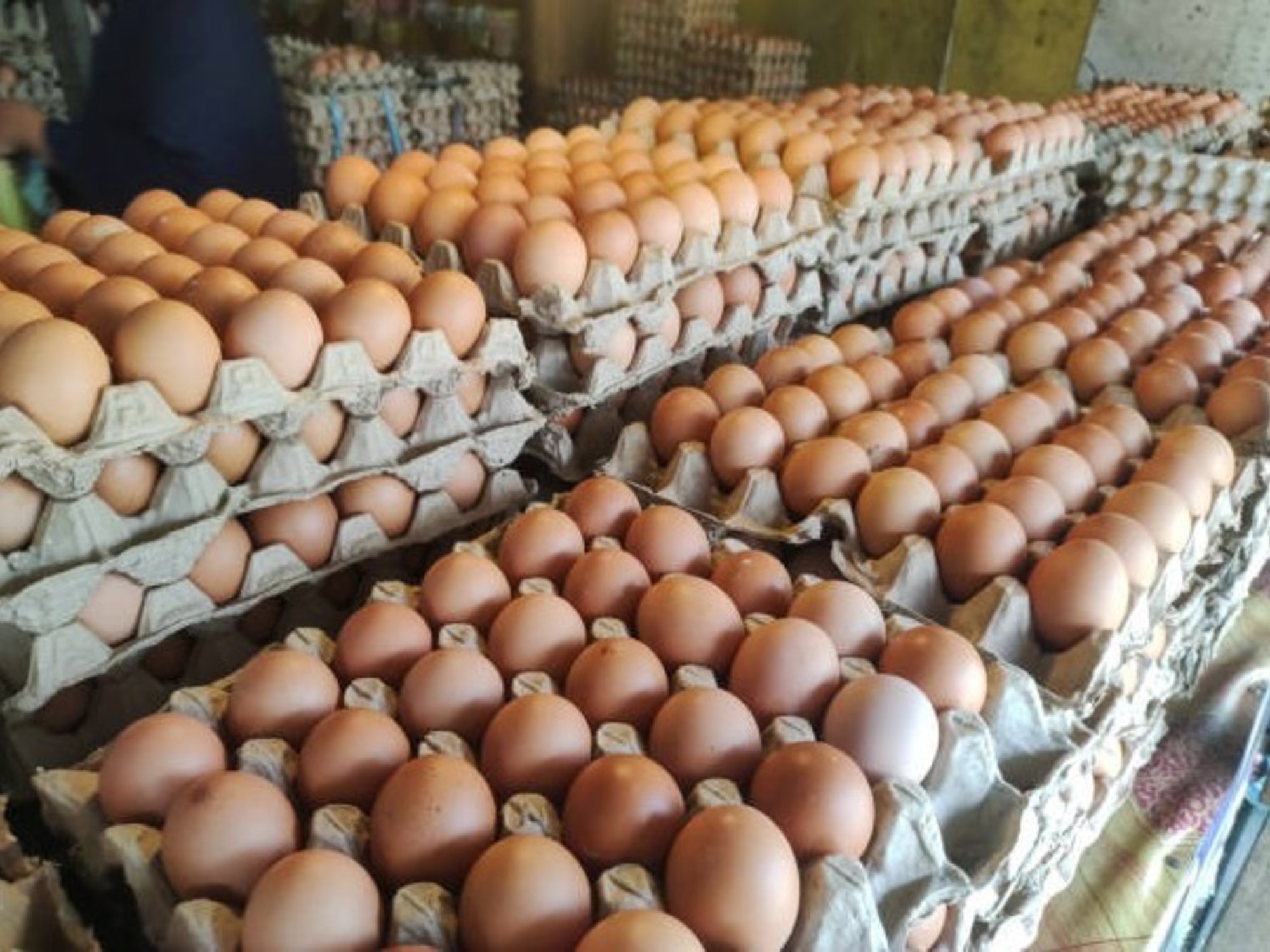 Boom de consumo de huevos en Argentina: se transformó en el segundo alimento más importante en la dieta y avanzan en un nuevo envase