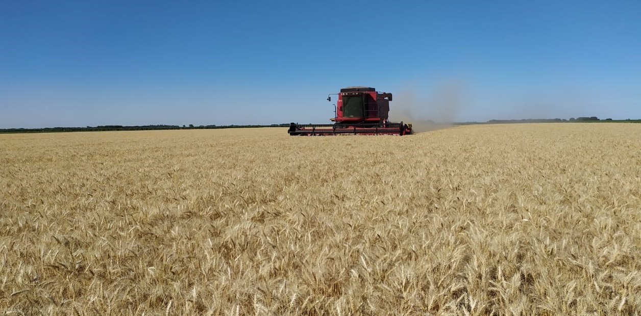 “Nunca vimos a los trigos así”: histórica proyección para uno de los principales cereales que se producen en Argentina