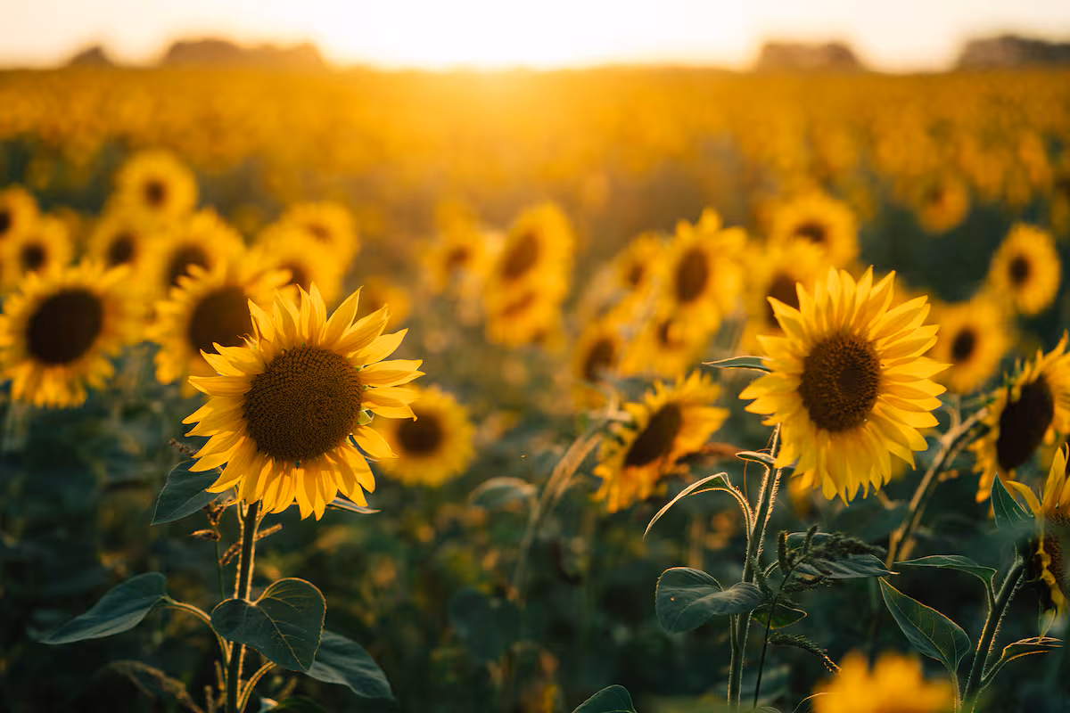 Por qué se sembraron 24.000 hectáreas con girasol