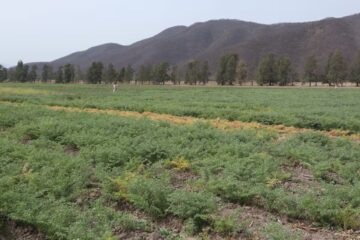 Incertidumbre ante decreto de Milei sobre la cesión de tierras del INTA