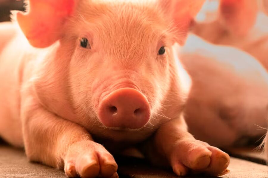 El Gobierno endureció controles para erradicar una importante enfermedad endémica en porcinos