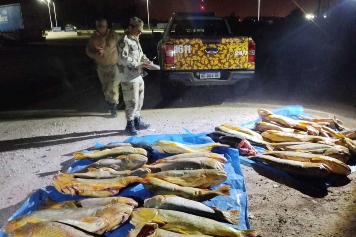 Operativo contra transporte ilegal de pescado: secuestran 400 kg de dorados y surubíes y buscan a los responsables