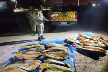 Operativo contra transporte ilegal de pescado: secuestran 400 kg de dorados y surubíes y buscan a los responsables