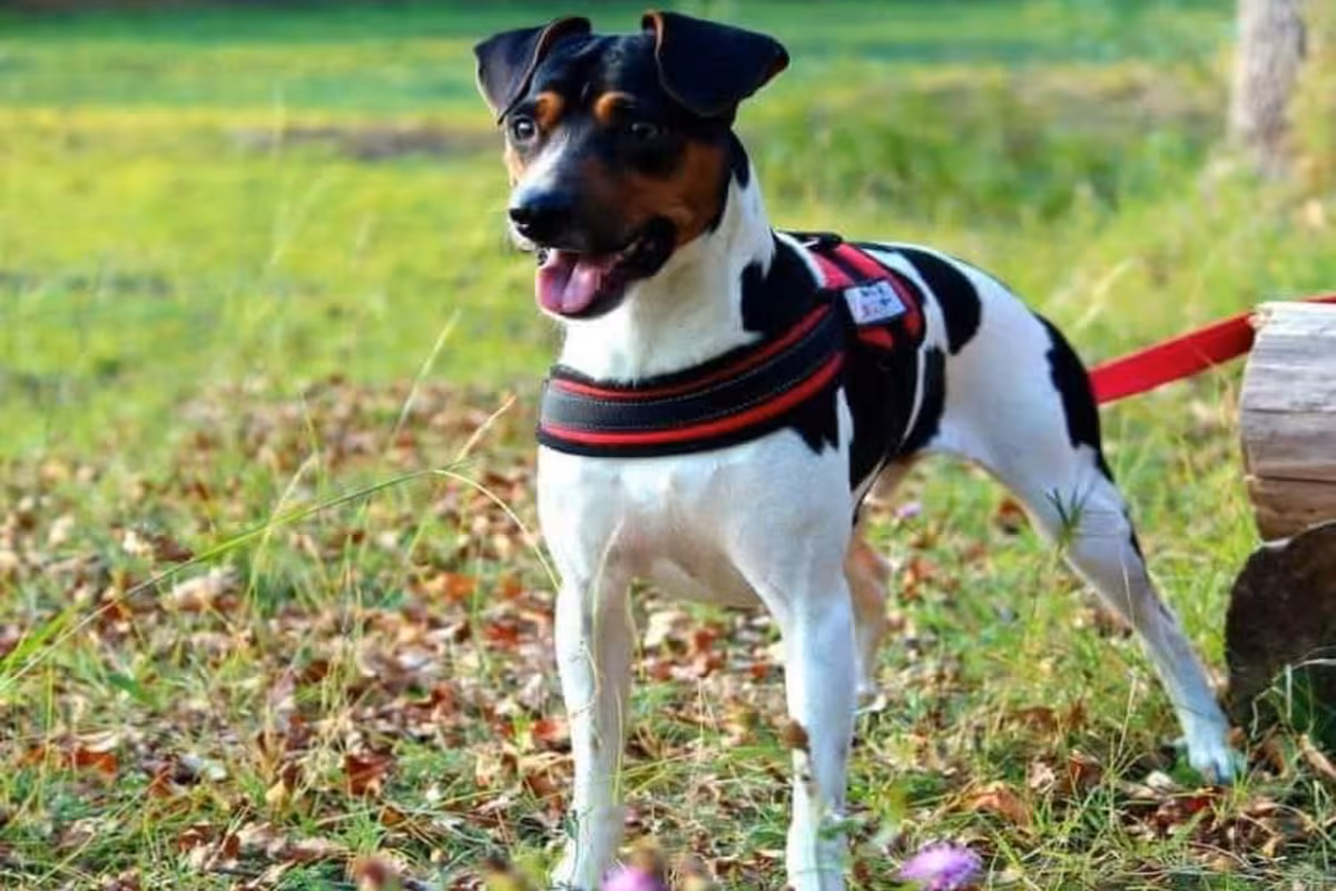 El perro ratonero argentino alegra los días en el campo