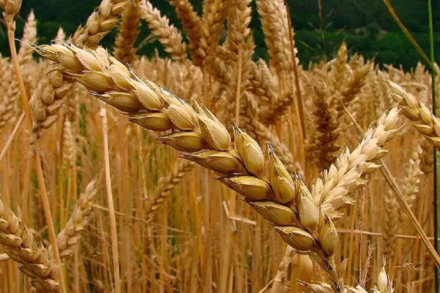 El campo proyecta cosecha récord de trigo: 23 millones de toneladas