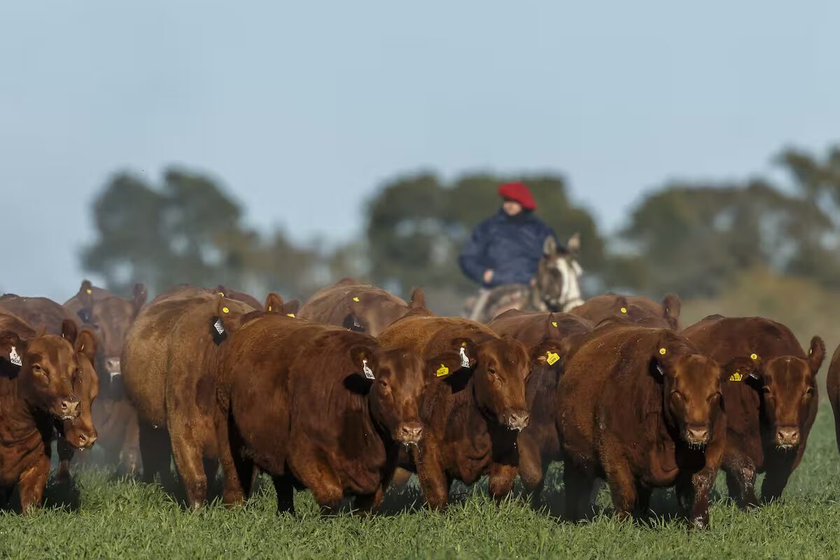 Un estudio señala 2025 como año de márgenes históricos para la ganadería