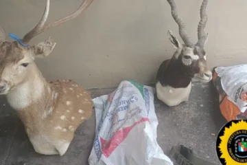 Operativo en Paraná: secuestran armas, trofeos y carne de ciervo en allanamientos en María Grande y Estación Sosa