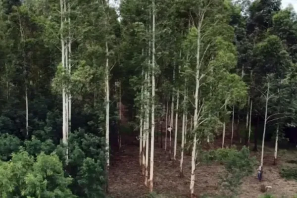 Concordia: trabajador internado tras caer de un árbol en ruta 4; foco en controles de seguridad laboral