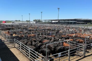 Selectividad y fluctuación de precios en el Mercado Agroganadero de Cañuelas