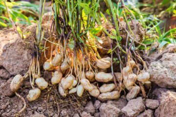 Cómo se estancó la agricultura de un partido bonaerense: vuelven las vacas y el maní pide pista