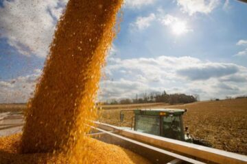 Maíz en condiciones de alcanzar 100 millones de toneladas: ¿lo logrará?