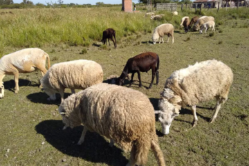 Una enfermedad de origen animal, crónica y silenciosa que puede controlarse