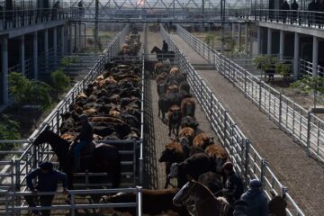 Matarifes de la carne cuestionan el valor de una guía de Cañuelas