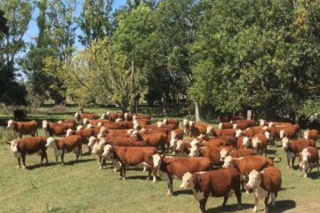 La carne vacuna argentina, gran ganadora; otros sectores piden mayor reciprocidad