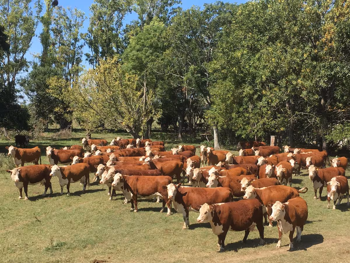 La carne vacuna argentina, gran ganadora; otros sectores piden mayor reciprocidad