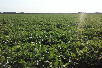Vuelve a soplar un viento de cola para la soja en argentina