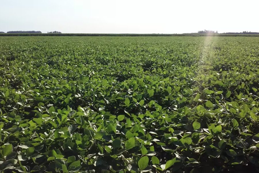 Vuelve a soplar un viento de cola para la soja en argentina