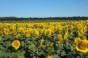Es buen momento para cambiar girasol por insumos agrícolas
